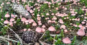 Des champignons et des pommes de pin