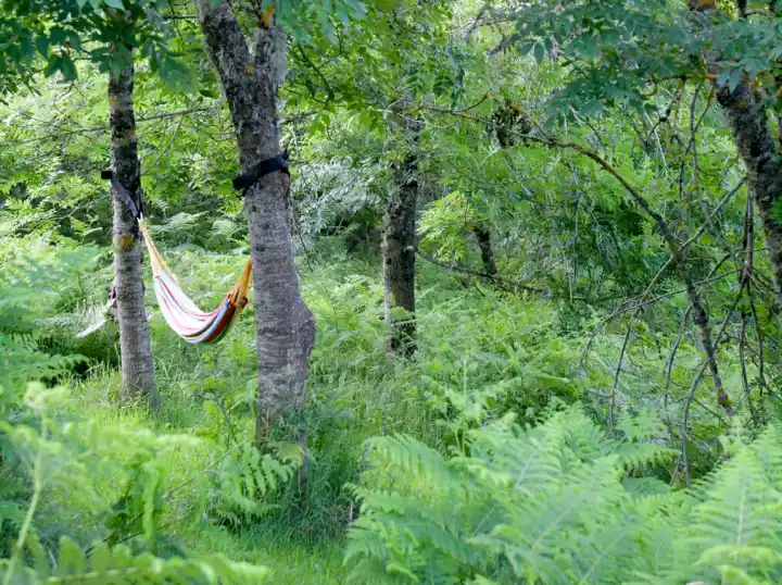 un hamac accrochés sur des arbres au milieu d'un bois